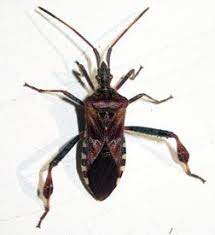 Five Fall Insect Invaders In 2021 Western Conifer Seed Bug Stink Bugs Brown Marmorated Stink Bug