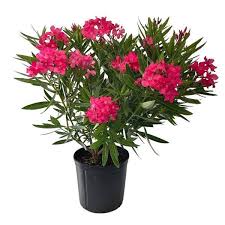 Image result for Nerium oleander