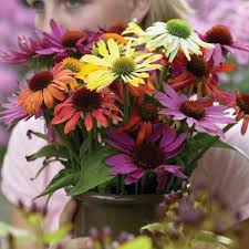 Image result for xenevu