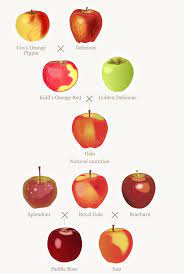 Pin By Kathleen On Apple Species Apple Roses Apple Names Of Apples