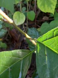 Image result for Ehretia cymosa