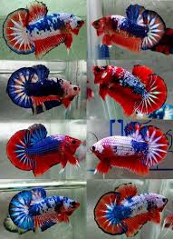 My oc its on isekai world ! Genetical Betta Jokiweda Betta Jpg 699 960 Betta Betta Fish Pet Fish