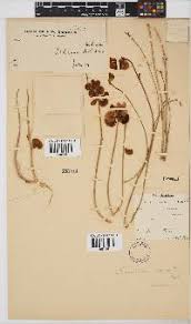 Image result for Physostigma mesoponticum