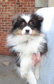 When the child or one of the legal parents of the child is a member of or eligible for membership in an indian tribe. Pin Auf Sheltie Dogs