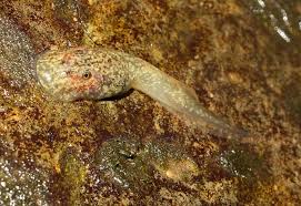 Image result for Cadaba natalensis