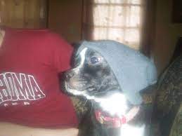 Thug Puppy Whad Up Dawg Cute Animals Cute Animal Pictures Animal Pictures