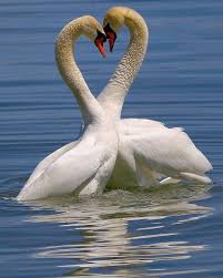 Swan L Ve Askin Yalin Hali Photo By Kubilay Djfpunto Magicpict Nature Perfection Beautiful Birds Pretty Animals Animals