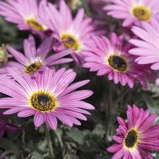 Image result for Arctotis