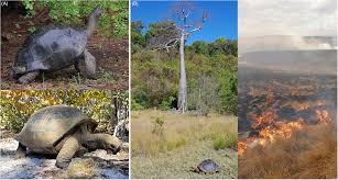 Image result for Sclerodactylon macrostachyum