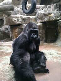 Fort Worth Zoo About Google Fort Worth Zoo Dallas Zoo Family Fun Places