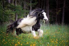 Tinker, irish tinker oder gypsy cob sind bezeichnungen für pferde der rasse irish cob und weitere pferde ähnlichen typs, die jedoch nicht als irish cobs anerkannt werden. Tinker Pferde Freundlich Unerschrocken