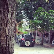 Rasa Tenang Bila Bersatu Dengan Alam Rumput Kebun