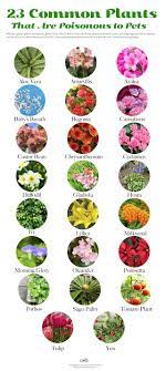 Maybe you would like to learn more about one of these? Poisonous Plants And Your Pets Tailored Pet Services Llc