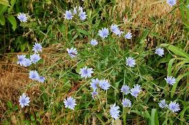 Image result for Cichorium