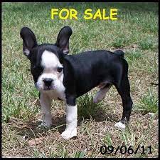 Frenchton And French Bulldog Puppies For Sale - Highnote Alabama French Bulldog Puppies Bulldog Puppies Puppies