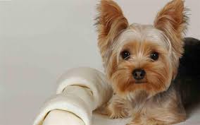 Yorkshire Terrier Glossy Poster Picture Photo Yorkie Dog Puppy Puppies Bone 217 Yorkshire Terrier Dog Yorkshire Terrier Puppies Yorkie Dogs