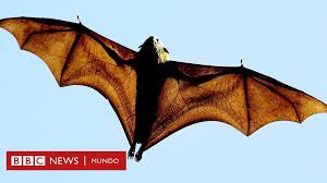 We did not find results for: El Otro Virus Que Preocupa En Asia Y Como Trabajan Los Cientificos Para Que No Provoque Otra Pandemia Bbc News Mundo