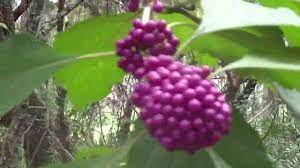 Maybe you would like to learn more about one of these? Beautyberry Edible Wild Plant Of Florida Youtube