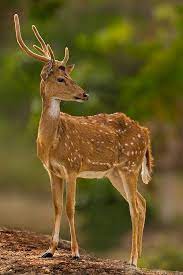 Wildlife Photography Sambar Deer Of India Deer Photography Animals Sambar Deer