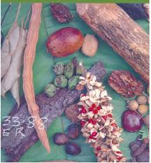 Image result for Chrysophyllum bangweolense