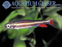 For Amazonia Tetra Fish Fan Pleco Club Singapore Forums Tetra Fish Rare Fish Fish