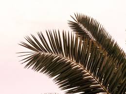 Pngtree provides you with 564 free transparent palm leaves png, vector,. Palm Tree Branches Leaves Plant Sky Background Toppng
