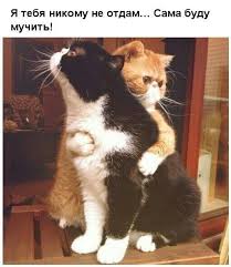 Добавляй наш @tgraphiobot, чтобы быть в курсе последних новостей и получить ссылку на новое зеркало сервиса в случае нашей блокировки. Pin By Veronika Stepanova On Yumor Cat Hug Funny Animal Memes Funny Cat Memes