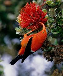 If you live in hawaii—or travel to the islands frequently—it can be easy to get frustrated with the island chain's secluded geography and the inconveniences that come along with it. Division Of State Parks Wildlife