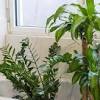 While begonias have a reputation for being shade loving annuals, there are certain species that make beautiful low light flowering indoor plants. 1