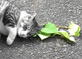 nutzliche droge warum katzen bestimmte pflanzen lieben wissenschaft de