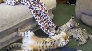 It is a cross between a serval and a domestic cat. F1 Savannah Vs Serval Cat Youtube