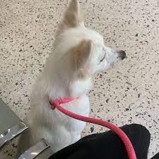 Jūs esat ieradušies uz šo lapu, jo tas, visticamāk, meklē: Peng Aun Veterinary Clinic Veterinarian