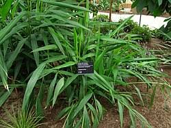 Image result for Aframomum wuerthii