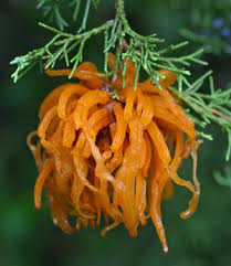 Many dream of growing cedar in their gardens, thousands of kilometers from the places of its natural growth. Like Something Out Of A Sci Fi Movie Viette S Views