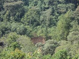 Image result for Peddiea rapaneoides