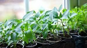 Young lemon trees started from seed. Growing Fruit Trees From Seeds You Save Homesteading