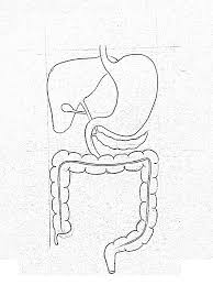 Dieses und viele weitere bücher versandkostenfrei im thalia onlieshop bestellen. Diagram Pencil Human Digestive System Drawing Novocom Top