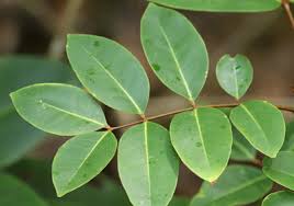 Image result for Xylocarpus