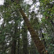 Image result for Daknopholis