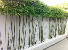Une Haie De Bambou Originale Jardin Feng Shui Bambou En Pot Amenagement Jardin