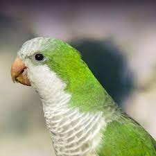 Maybe you would like to learn more about one of these? Quaker Parakeet Personality Food Care Pet Birds By Lafeber Co