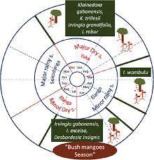 Image result for Klainedoxa