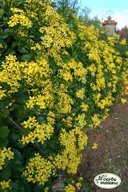 / le specie elencate nel catalogo sono state suddivise in raggruppamenti sulla base delle loro caratteristiche ecologiche e in vista di un loro utilizzo in giardino. Fiori Gialli Autunnali