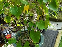 Image result for Stictocardia