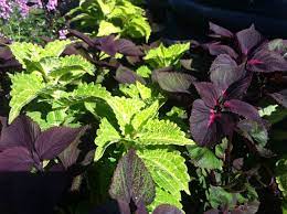 Check spelling or type a new query. Lime Green And Dark Purple Coleus Provide Excellent Contrasting Colors For A Partial Shade Location