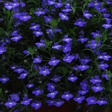 Image result for lobelia