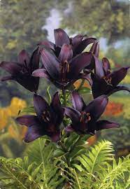 Bring the beauty of the outdoors inside without any upkeep with a silk plant. And Black Asiatic Lilies Bulb Flowers Asiatic Lilies Beautiful Flowers