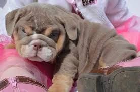 How much do english bulldog puppies cost? Outstanding English Bulldog Puppies For Sale In Stockton California Classified Americanlisted Com