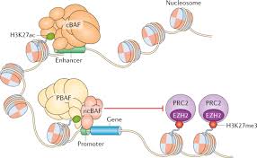 Cervical cancers that are difficult to prevent are seen disproportionately among interval cancers arising in previously screened women and in pap test litigation. The Swi Snf Complex In Cancer Biology Biomarkers And Therapy Nature Reviews Clinical Oncology