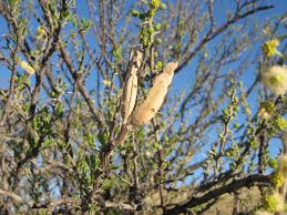 Image result for Acacia hebeclada